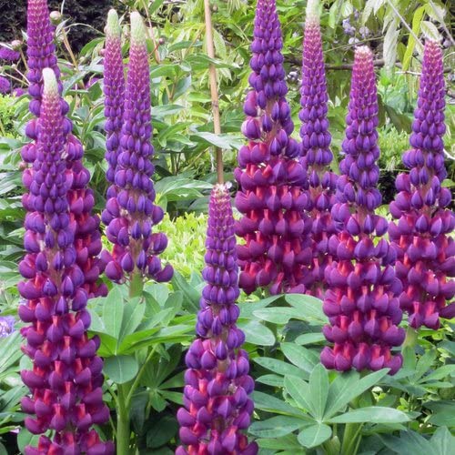 Image of Lupin Flower Seeds - Easy-to-Grow, Vibrant Blooming Perennials for Garden Borders, Pollinator-Friendly, Heirloom Seed Pack (Pack Of 30 Seed)
