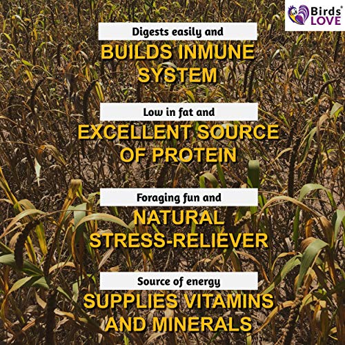 Birds LOVE Wholesome & Lovely Spray Millet GMO Free No Pesticide (No Stems Only Edible Tops) for Parrots Birds Cockatiel… - Image 7