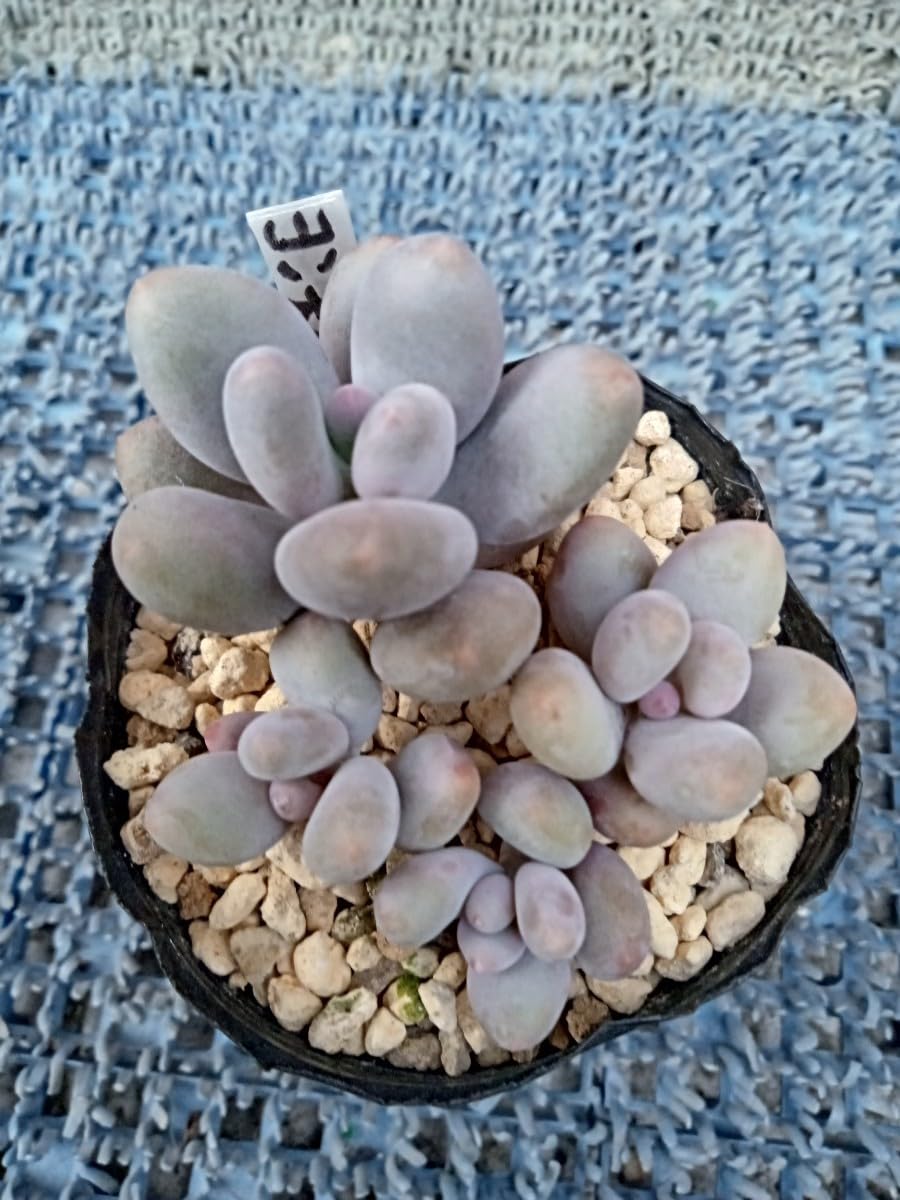 Amazon.co.jp: 多肉植物 ヨン美人 抜き苗 韓国苗 7ハーフポット