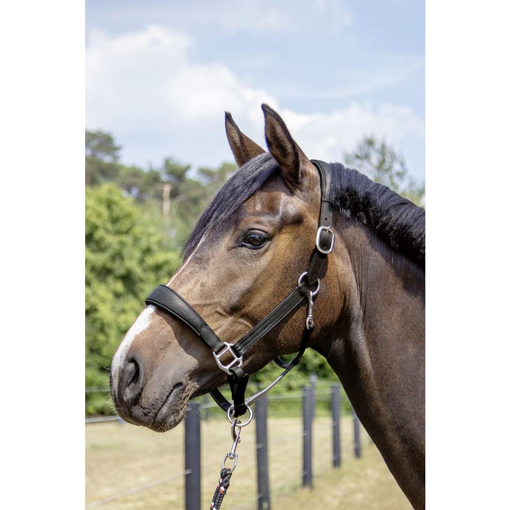 HKM Mira Cabestro De Cuero Raun Warmblut