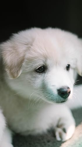 Chiot fond d'écran HD – vue 7