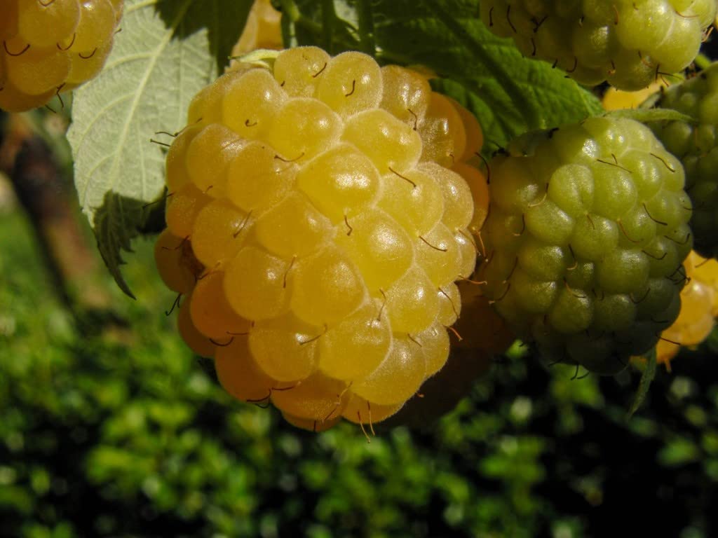 Amazon.com : New 200 BlackBerry Seeds Fruit Seeds Yellow