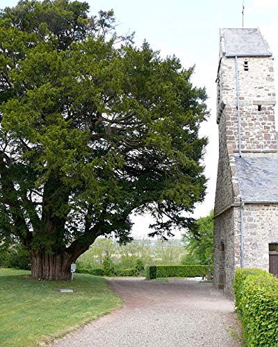 Taxus baccata: Common or Pyramid Yew Seeds