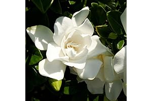 Jubilation Gardenia: Ideal Flowering Shrub for Shady Landscapes