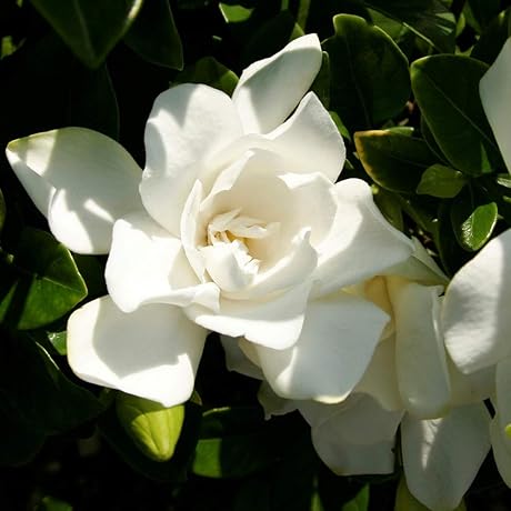 Jubilation Gardenia: Ideal Flowering Shrub for Shady Landscapes