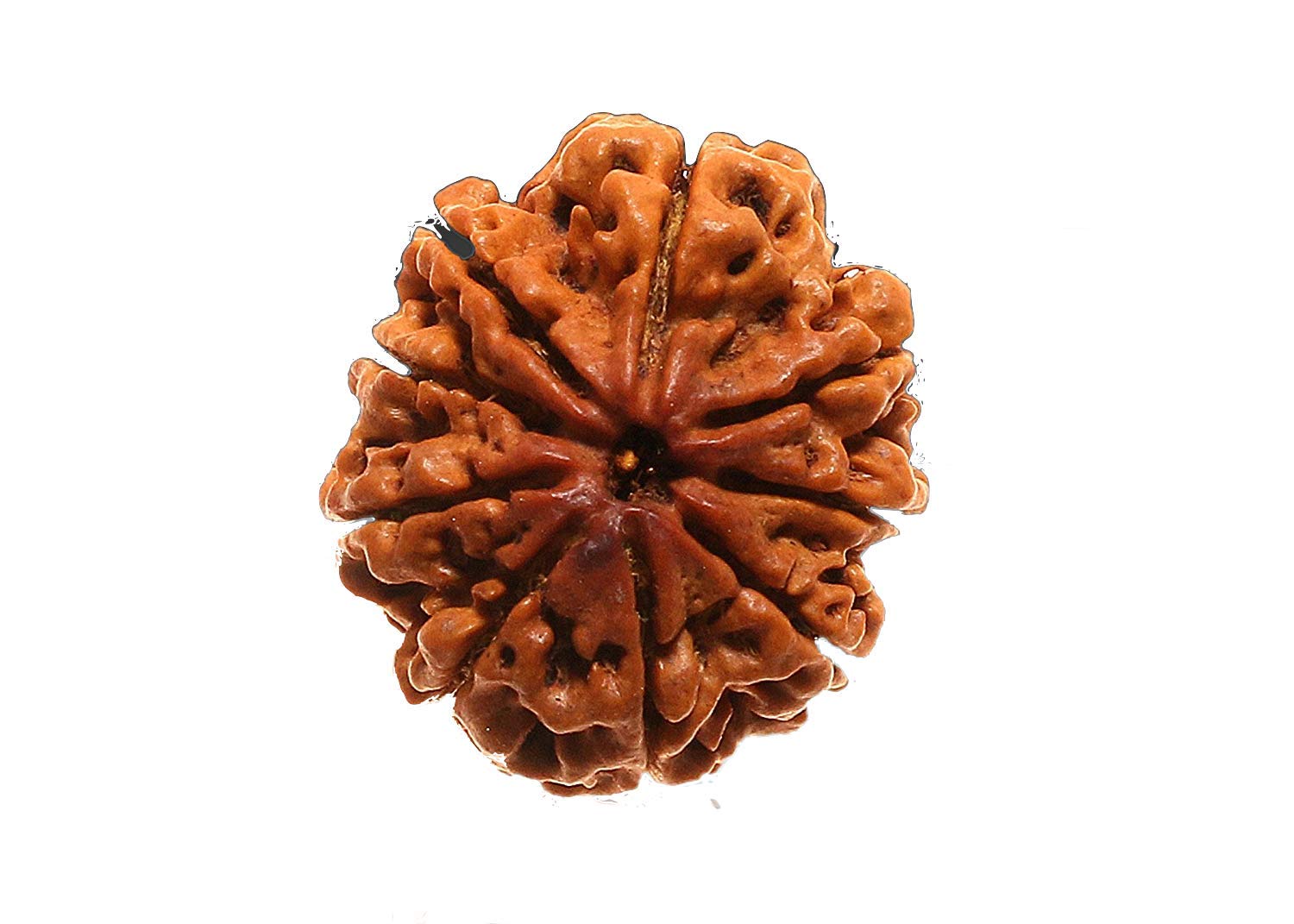 RUDRADIVINE 9 Mukhi Rudraksha Original Certified|9 Face Rudraksha Original|9 Faced Rudraksha Original Nepal (B07CRH6TR2) Amazon Price History, Amazon Price Tracker