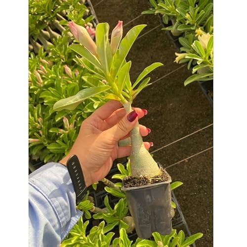 Kit com Bandejas Sementeiras para Mudas 50 Células Nutriplan para Rosas do Deserto, Flores, Citrus,