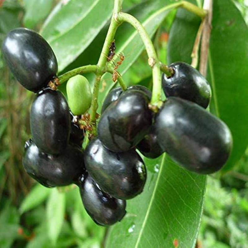 All Season Black Jamun Fruit Plant - KALO JAM Dwarf Plant 1 Healthy Live Plant With Black Plastic Pot Pack of 1
