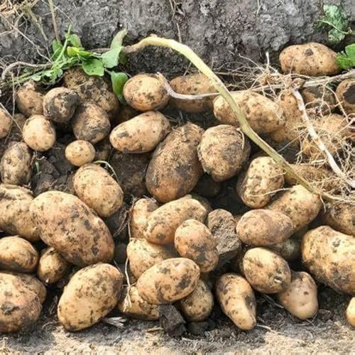 Votaniki Goldrush Russet Potato Seed for Planting – Versatile & High Yielding, Perfect for Home Gardens and Farms | Grow Your Own Vegetables, Easy to Grow (5 Pack)