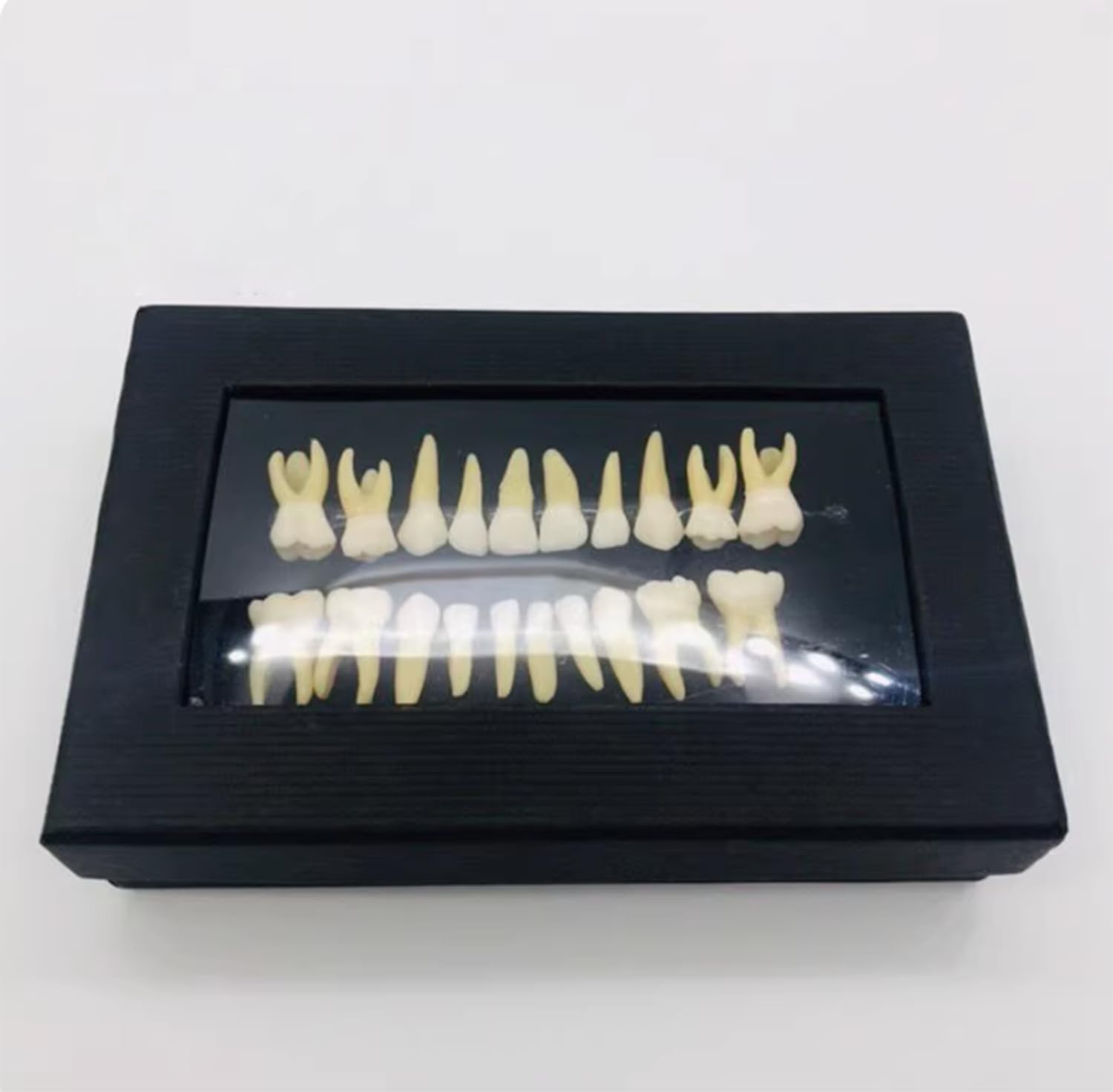 Modello di studio for l'insegnamento dei denti dimostrativi 1:1 dentale