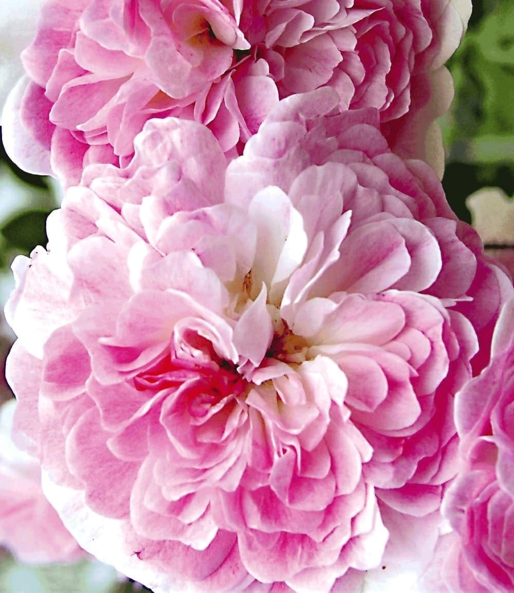 BALDUR Garten 1x Rambler-Rose 'Paul's Himalayan Musk Rambler', Pflanze wurzelballiert, Kletterrose, Schlingrose, winterhart, mehrjährige Kletterpflanze, blühend, Rosa Hybride