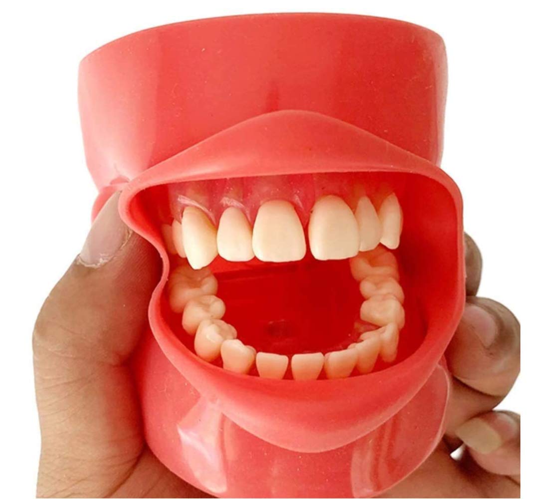 Modello Dental Ghost Testa, Modello didattico odontoiatrico odontoiatrico Testa di Simulazione Orale con 28 Denti a Vite Fissa, Assistenza per l'educazione Medica