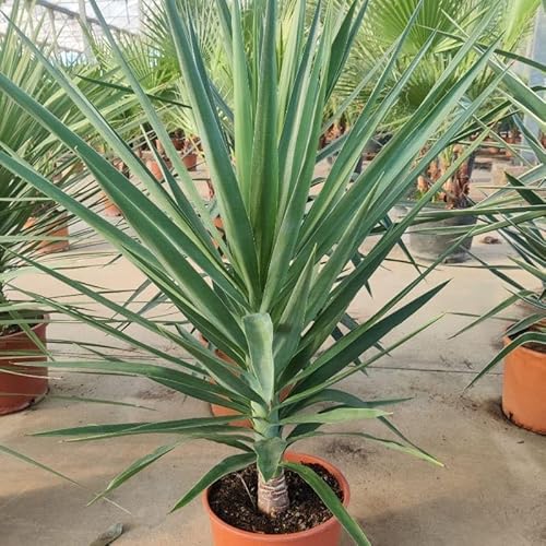 azulom YUCCA Elegans + Maceta | Altura Entre 80-100 cm
