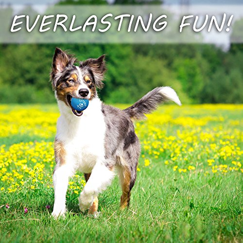 5 Best Dog Toys Australia (For EVERY Dog In 2024)