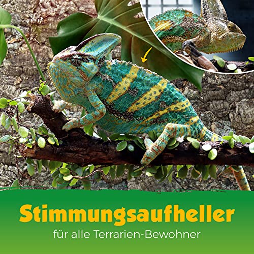 XL Korkrückwand (Rückwand Terrarium), 3D Kork-Rückwand 60 x 30 cm im Stil Forest | natürliches Design aus Kork | gereinigt & desinfiziert | Made in Portugal