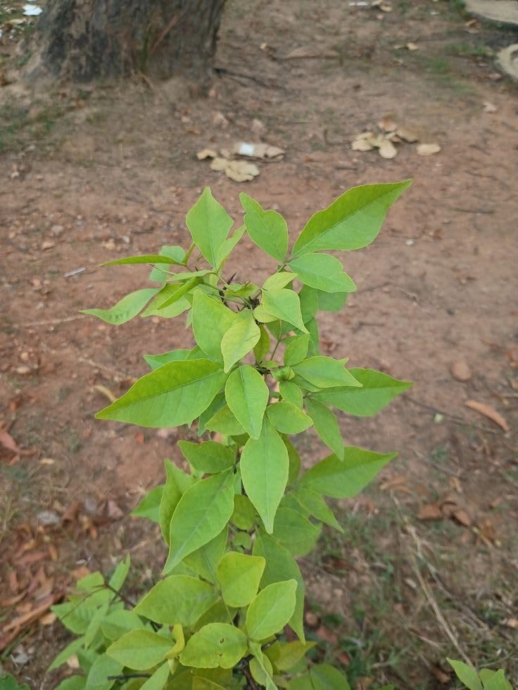 Sacred Bel Patra Live Plant | Fresh Bilva Tree for Lord Shiva Pooja | Easy-to-Grow Home & Garden Plant | Without Pot (Pack of 1)-image-32