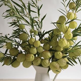 50 Asclepias Oscar Seeds