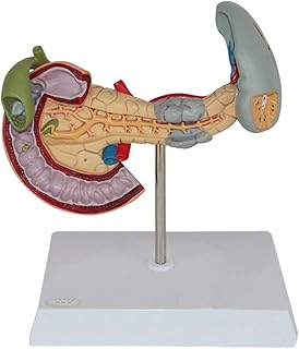 Spleen, Pancreas, Gallbladder and Duodenum Pathology Model, Human Liver Model, Liver Anatomical Model for School Medical Teaching, Educational Tools for Hospitals and Institutions, with Base