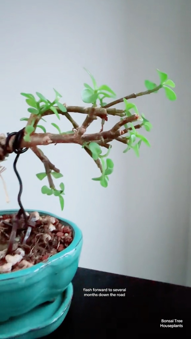 Fertilizante líquido para Bonsai 240 ml miniatura 7