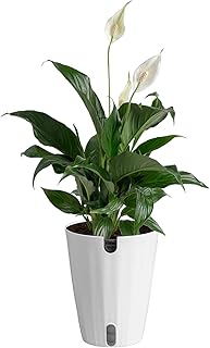Costa Farms Peace Lily Live Plant in Decorative Pot, Air Purifying Flowe...
