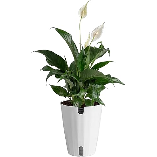 Costa Farms Peace Lily Live Plant in Decorative Pot, Air Purifying Flowering Indoor Houseplant, Perfect for Home, Room, or Office Decor, Great House Warming or Birthday Gift, 14-24 Inches Tall