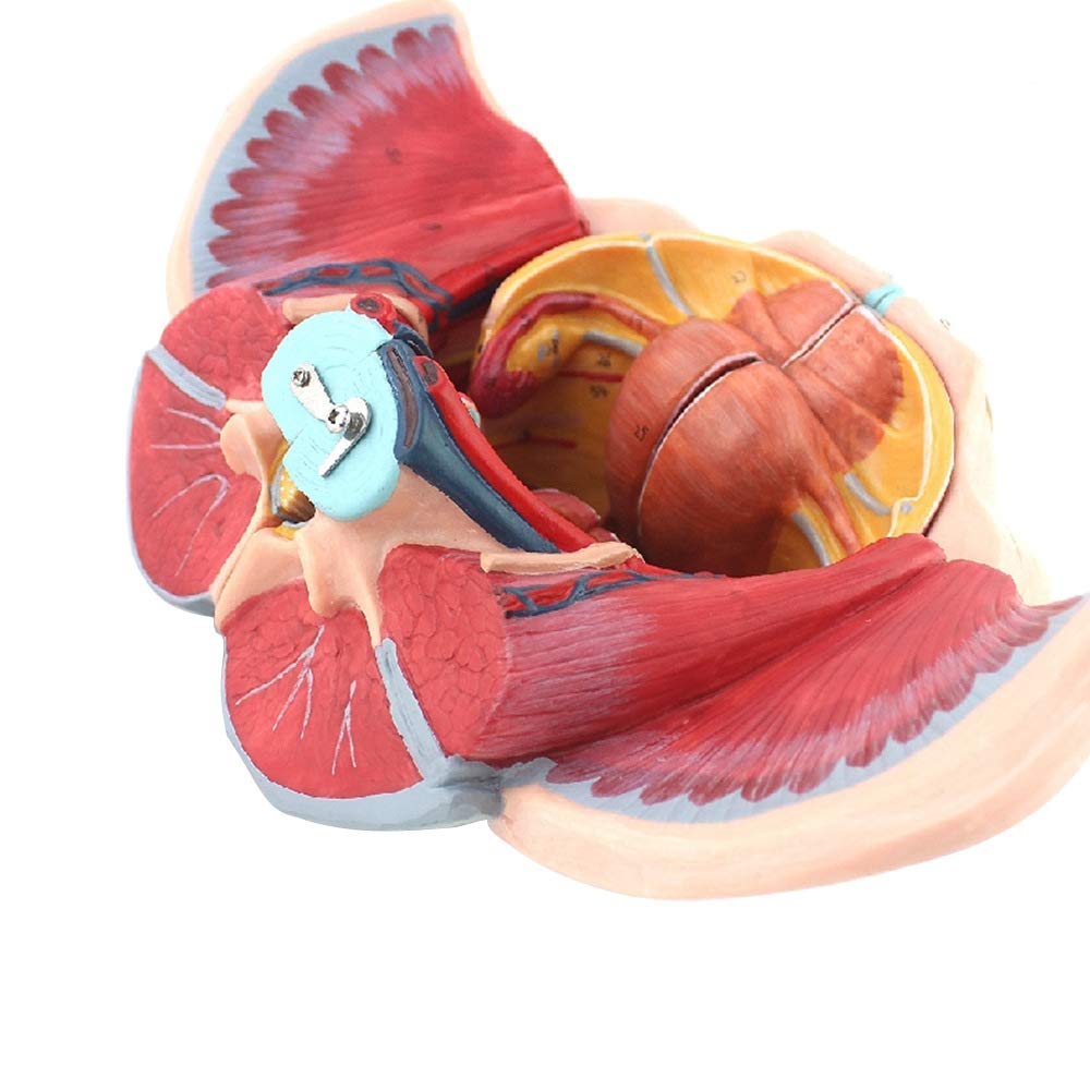 Anatomiczny Model Naprawy Kości Poporodowych, Ludzki Model Miednicy, Miednica Z Miednicą, Model Anatomii Mięśni, Prezentacja Nauczania