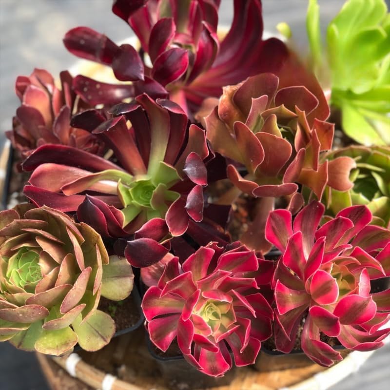 Miniatura 6 de Black Roses Plant Aeonium - Plantas suculentas vivas en maceta de 4 pulgadas  Planta Aeonium  Perfecto para decoración de interiores, espacios