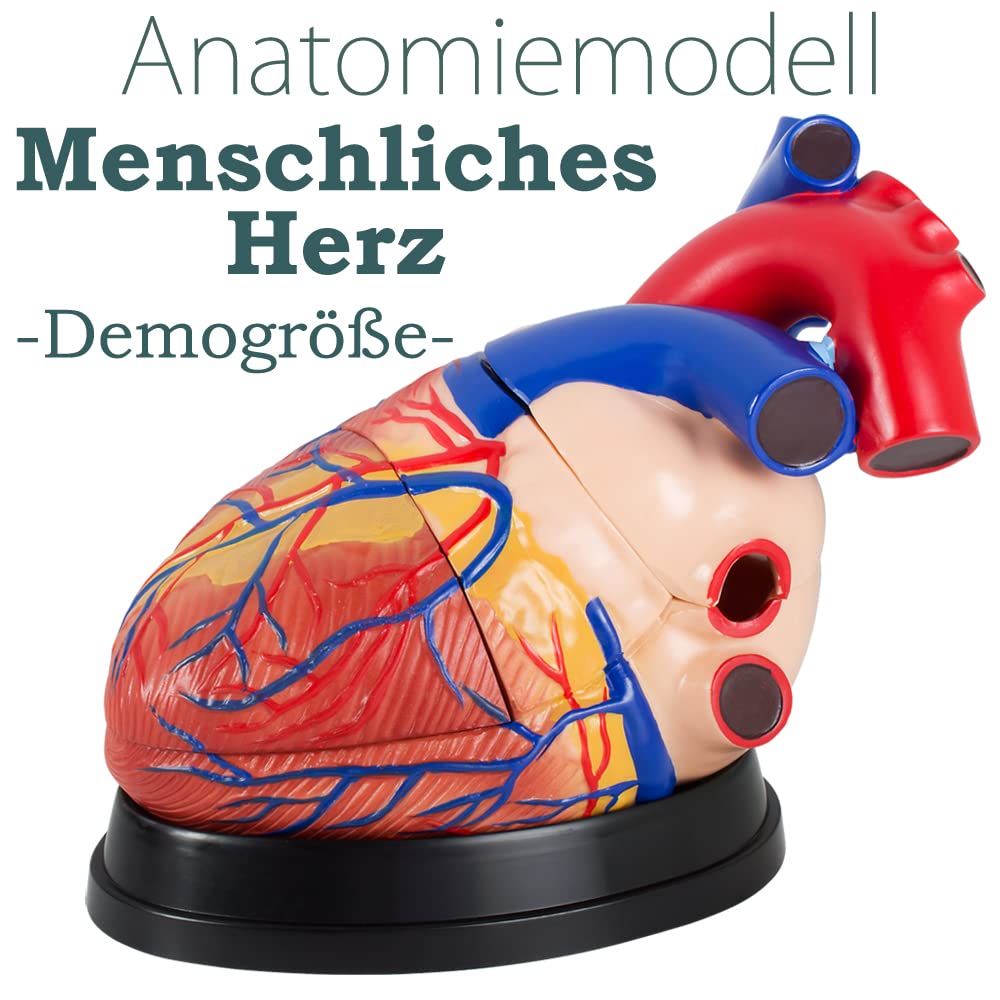 Anatomie Modell Herz des Menschen menschlicher Anatomiemodell Körper Anatomisches Menschliches Herzmodell menschliche Modelle Gross 34 cm MedMod