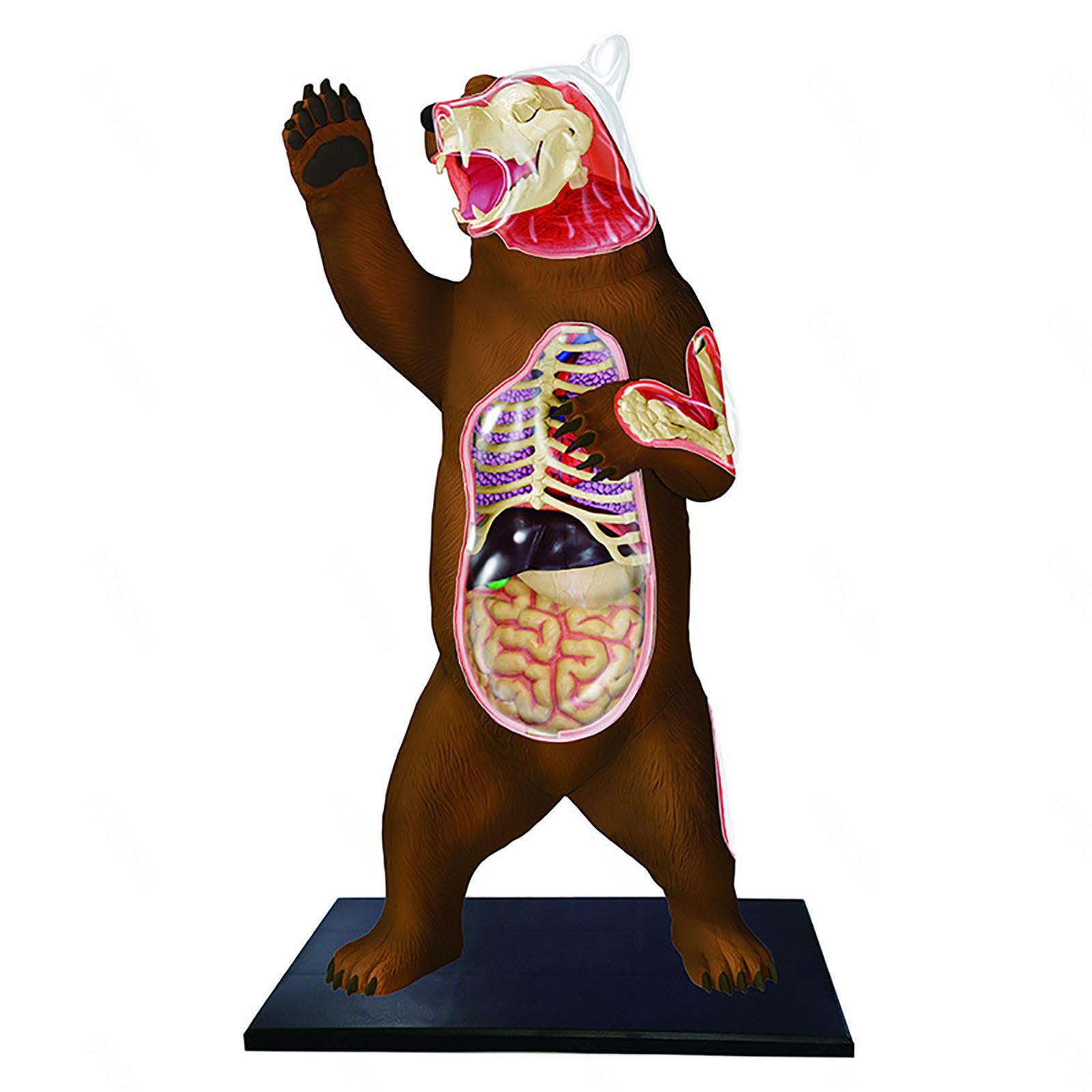 Modelo de anatomía del Perro 4D, Gato/Caballo/Vaca/Cerdo/animalesqueleto canino, espécimen de Esqueleto Animal, biología Desmontable, clínica Veterinaria para Mascotas (G)