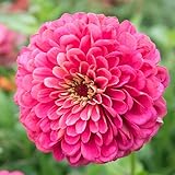 100 Pink Illumination Zinnia Seeds for Planting 1 gram of Seeds Non GMO Heirloom Elegans Midget USA Harvested pollinator bee Butterfly