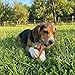 Fieldcrest Farms Nothin’ to Hide Collagen & Bully Small Rolls, 5 Inch, Beef Bully Flavor, Highly Digestible Chews that Support Skin, Coat, Joints & Muscles, for Moderate Chewers Under 35 Lbs, 2 Pack