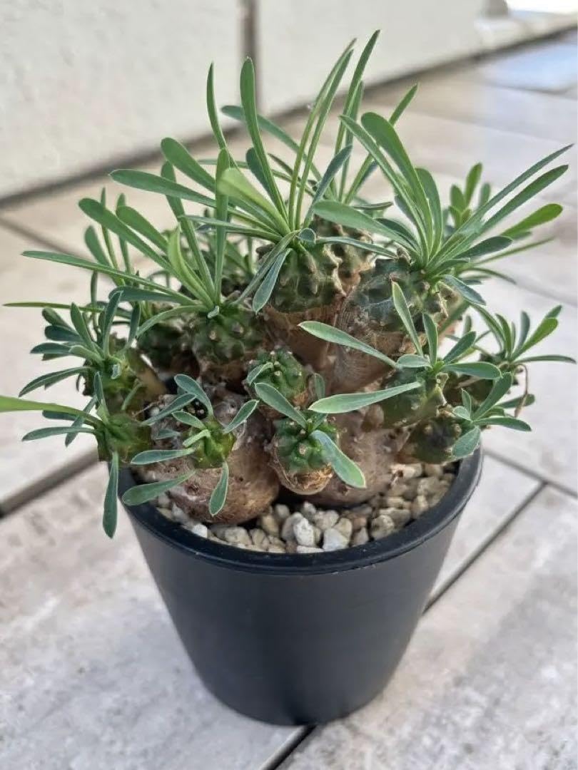 Amazon.co.jp: ユーフォルビア 峨眉山 群生 ガビザン 多肉植物 抜き苗 