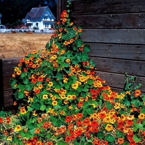 Image of Nasturtium Flower Seeds - Easy-to-Grow Edible Flowers, Attracts Bees & Butterflies, Ideal for Garden Beds, Containers (Pack Of 30 Pcs)