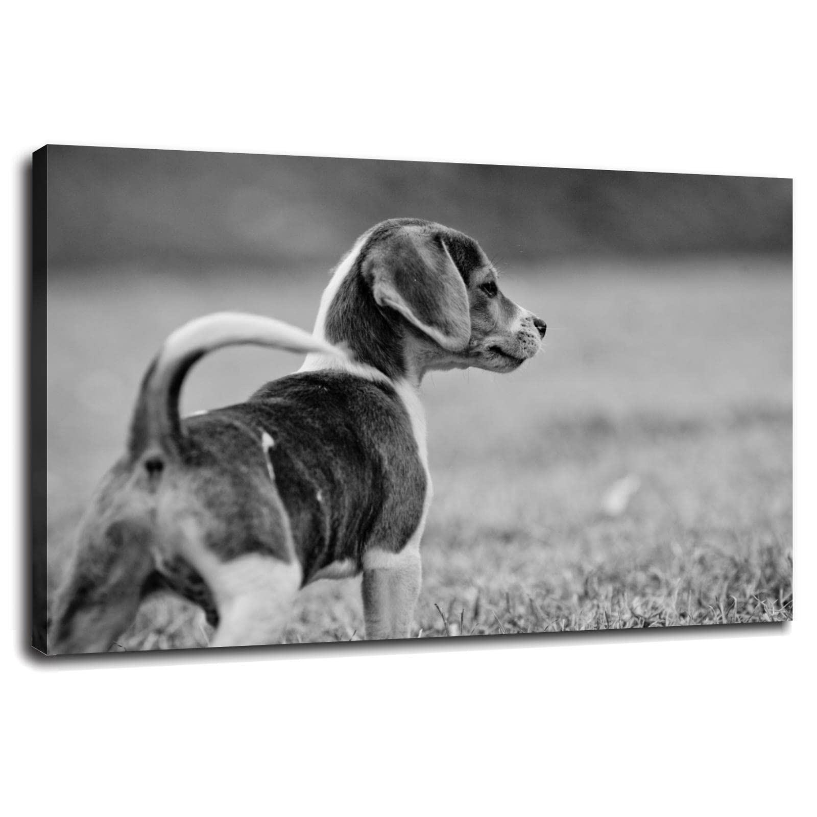 Black And White Beagle Puppies