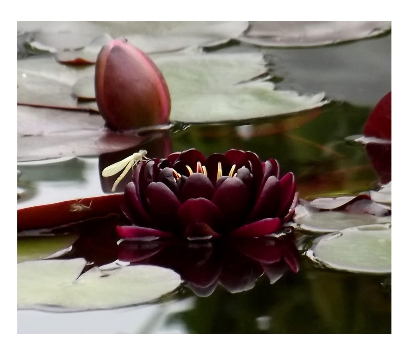 Teichpflanzen Seerosen : Nymphaea Seerose " Black Princess " winterhart Pflanztiefe bis 150 cm
