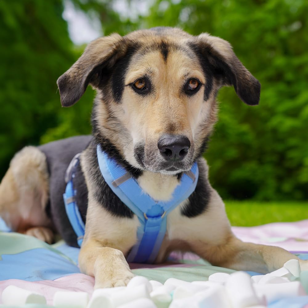 Anny-X Brustgeschirr Fun Marshmallow | Hundegeschirr Größe M (Brustumfang 62-74 cm)
