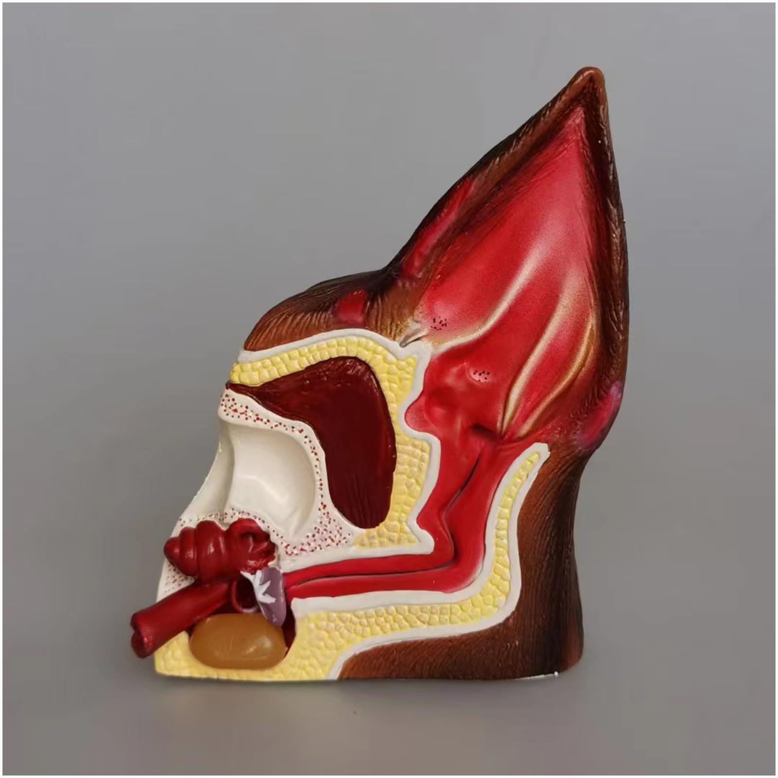 Model ucha psa Anatomia - Anatomiczny model ucha 3D - do szpitala dla zwierząt domowych Materiały edukacyjne Prezenty, mięso, 20 cm