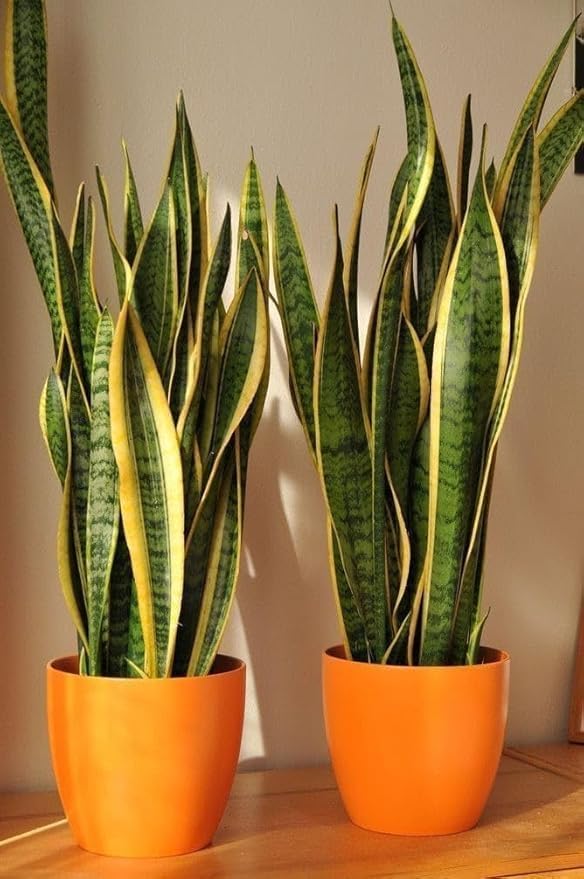 Image of Live Snake Plant with Pot | Sansevieria Laurentii Air Purifying Indoor Plant | Low Maintenance Evergreen Houseplant for Home Office Bedroom Living Room Desk Decor | Pack of 1
