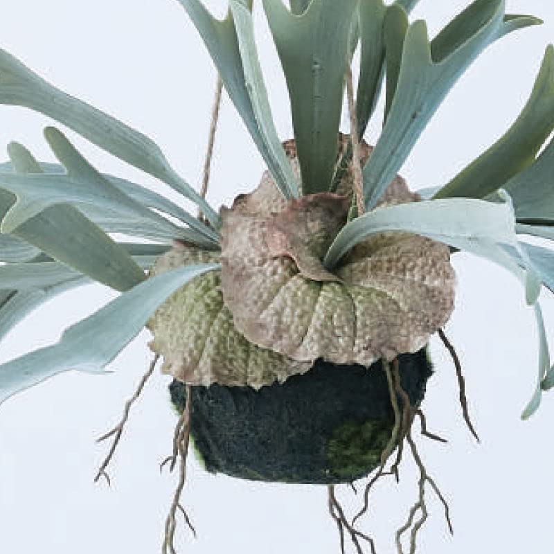Amazon｜人工観葉植物 ビカクシダ ハンギングボール 46（1個入り