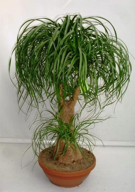 CEMEHA SEEDS - Seeds Bottle Tree Palm Indoor Nolina Ponytail Perennial for Planting