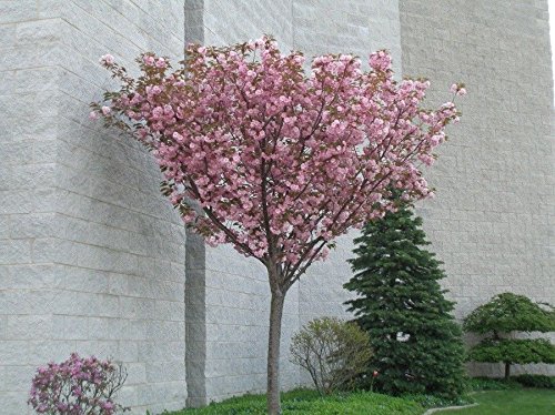 1 Kwanzan Flowering Cherry Tree - Thumbnail 2
