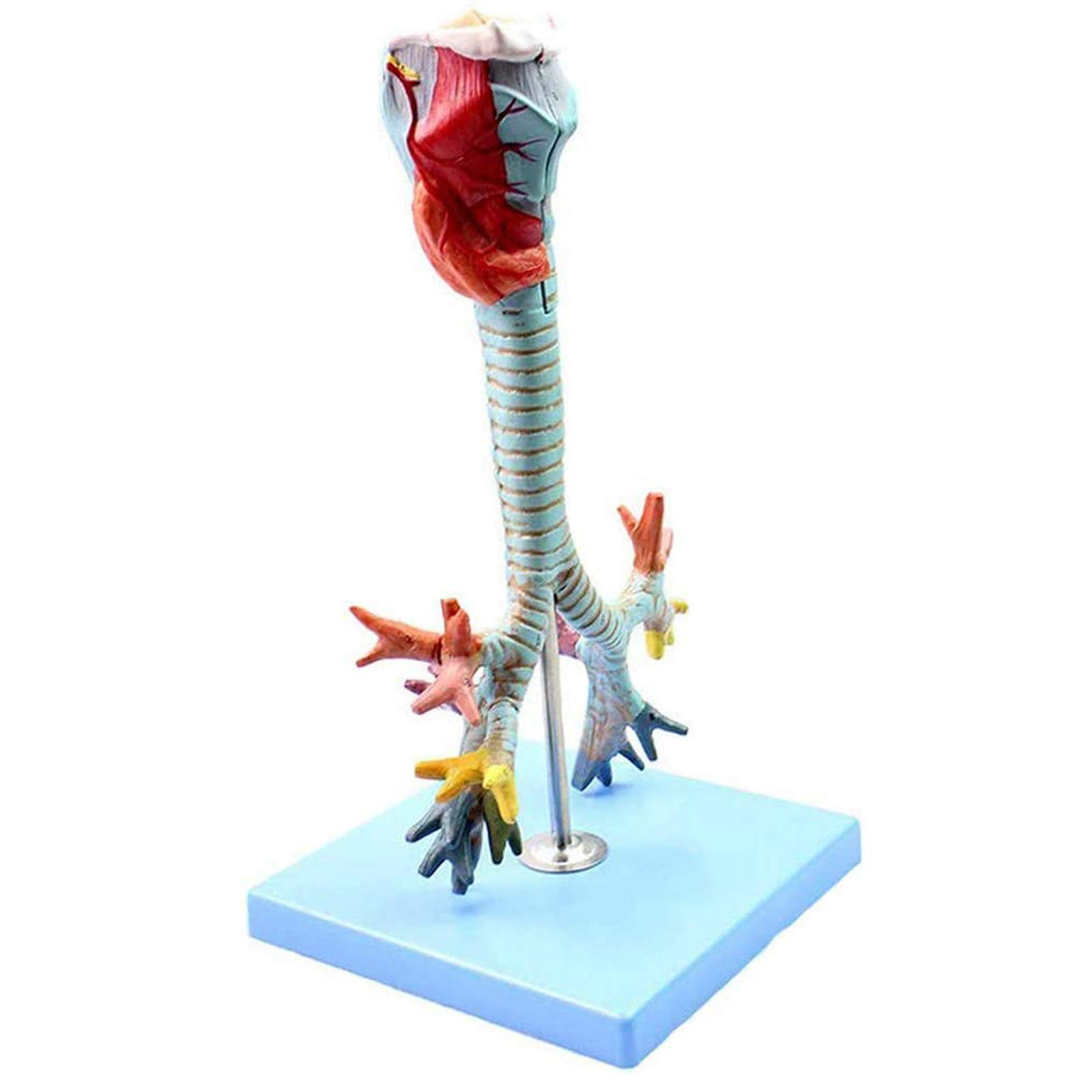 Anatomy Models, Laryngeal Anatomical Model Pulmonary Bronchoscopy DemonstrationSuitable for Medical Research Teaching Models