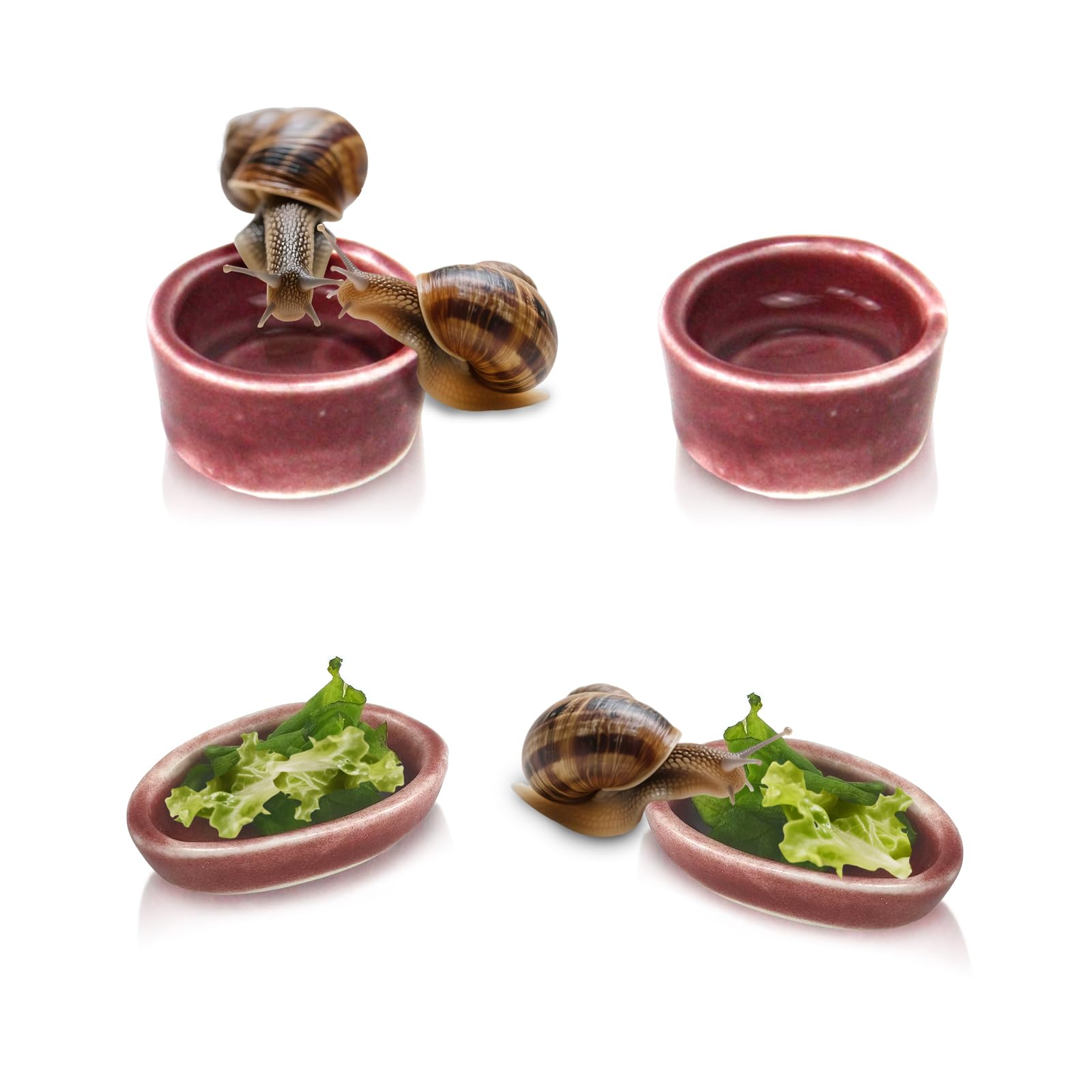 4 Pack Snails Feeding Dish Set for Land Snails, Snail Food and Water Bowl - Calcium Food Bowl Water Tray, Mini Pet Supplies Random color