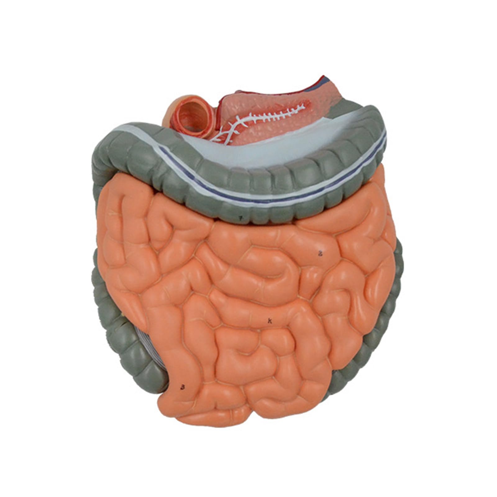 TERNCOEW Anatomical Intestines and Stomach Model with Remvable Parts Human Large Intestine and Cecum Anatomy Model for Hospital Human Stomach Model