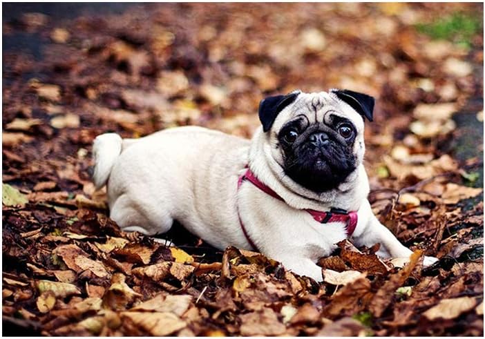 pushfocourag DIY 5D Diamond Painting by Number Kits, Crystal Rhinestone Diamond Embroidery Paintings Pictures Arts Craft for Home Wall Decor, Full Drill,Animal Pug Dog