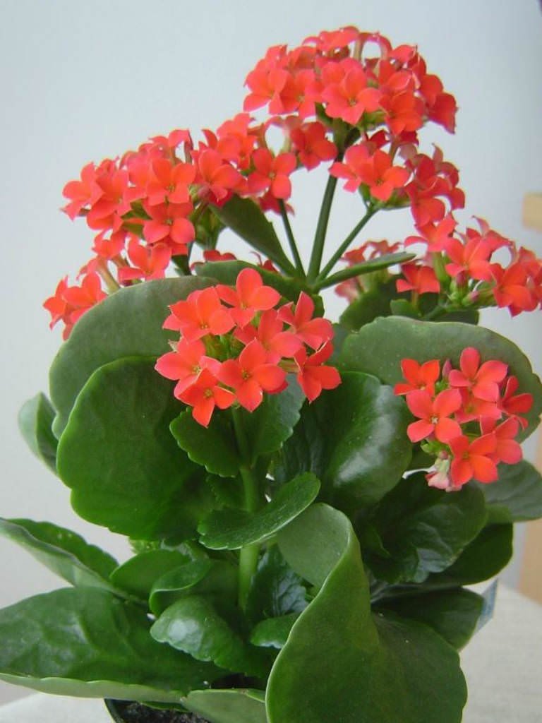MSK EVER GREEN Live Flaming Katy (Kalanchoe blossfeldiana) Secculent Indoor And Outdoor Plant With Pot (B0CTHK8SWF) Amazon Price History, Amazon Price Tracker