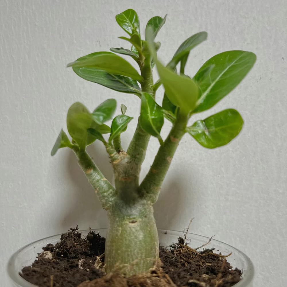 Affenbrotbaum Baobab Zimmerbonsai 25 Samen - Winterharte Gartenpflanzen