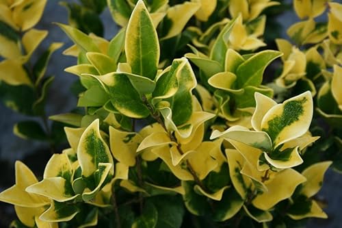 Miniatura 2 de Ligustrum Japonicum 'Howardi' - 10 plantas vivas - Seto de privacidad de hoja perenne arbusto de punta amarilla