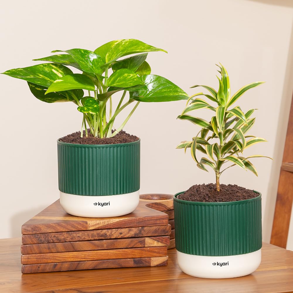 KYARI Combo of 2 – Song of India & Money Variegated with Self-Watering Pot – Green-image-48