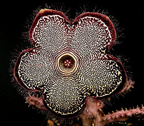 * Edithcolea Grandis * Persian Carpet Flower * Succulent *Extremely 3 Rare Seeds *